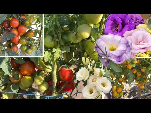 Видео: ПОМИДОРЫ 🍅 ПЕРЕЦ 🌶️ Которые буду садить каждый год Какие сорта ЭУСТОМЫ 