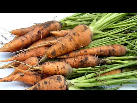 Видео: Заморозка моркови на зиму. Зачем замораживать морковь? Три причины, почему это стоит сделать.