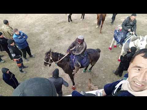 Видео: 3-КСИМ САМАРКАНД В НУРОБОД Т НУРДУМ ЭЛИДА БЕГЗОД АКАМИЗНИНГ  КУПКАРИ ТУЙИ 15.01.2024