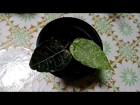Видео: Комнатные растения. Обзор фикусов из личной коллекции.