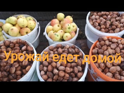 Видео: УРОЖАЙ ОРЕХОВ ВЫРОС В ДВА РАЗА  НАС ОШТРАФОВАЛИ