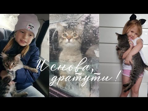 Видео: Vlog Кот Выходного Дня 😻