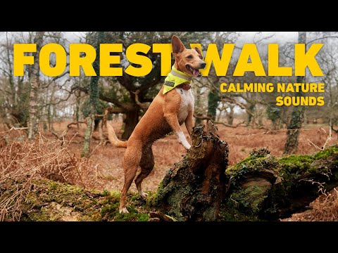 Видео: Видео Для Собак 🐕 Виртуальная прогулка с собакой под звуки природы 🌲 Расслабляющая Музыка Для Собак
