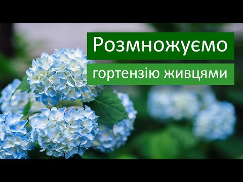 Видео: Як розмножувати гортензію живцями