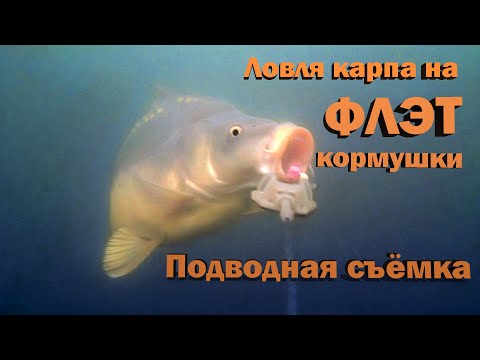 Видео: Ловля карпа на ФЛЭТ кормушки ( подводная съемка )