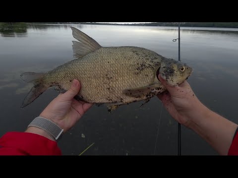 Видео: Осінні судаки та окуні 🎣🍂 | І ще неочікуваний трофей на GAMAKATSU LUXXE YOIHIME SOU S63UL-SOLID 🐟🏆