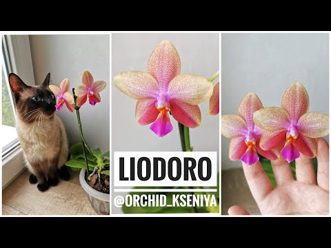 Видео: Phal. Liodoro Sweet Memory (орхидея фаленопсис Лиодоро)