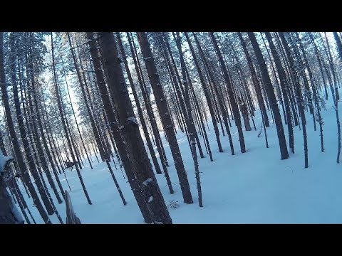 Видео: Охота на лосей с подхода  | Moose hunting