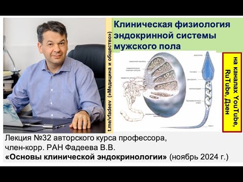 Видео: Клиническая физиология эндокринной системы мужского пола