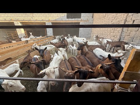 Видео: Қораны қалай салу керек?👍🔥 Как построить сарай?