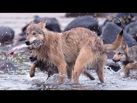 Видео: Морские волки – самый редкий и необычный подвид! Плавают по островам и ловят рыбу!