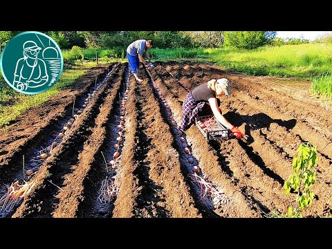 Видео: 🏆 Рекордный урожай без окучивания 🥔 В 4,5 раза больше 🌱 Посадка картофеля сорта Беллароза под сеном