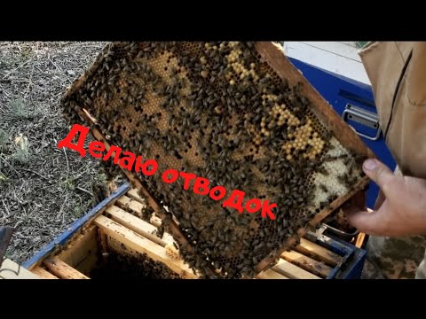 Видео: Время делать отводки . Рои летают ! Мои способ взять с пчелосемьи максимум!