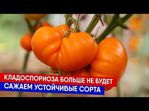 Видео: Кладоспориоза больше не будет - сажаем устойчивые сорта