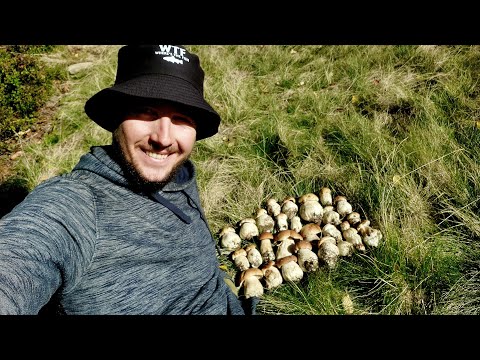 Видео: Карпати!!! Кинулись Осінні Білі!!