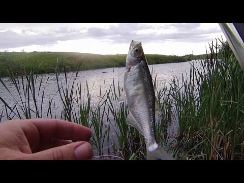 Видео: РЫБАЛКА НА ОЧЕНЬ ВКУСНУЮ РЫБУ.