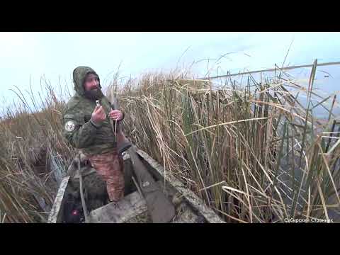 Видео: Зашли на болотоходе через камыши. Утка отходит. Но результат отличный.