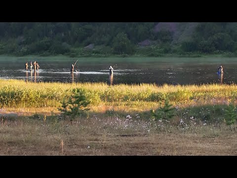 Видео: #2 ГОРБУША 2021/Рыбалка на Кольском Полуострове/Часть2