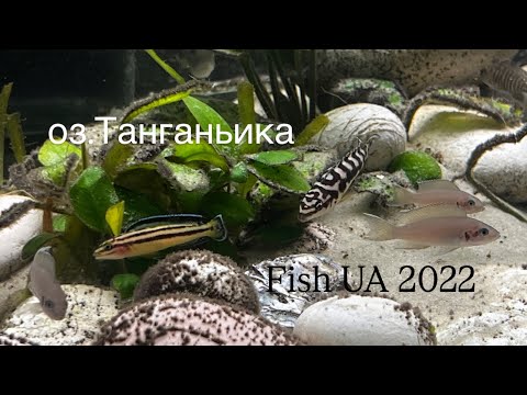 Видео: Танганьика по-простому , по-домашнему ) Юлидохромисы, принцессы бурунди, лелеупи 