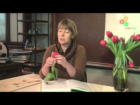 Видео: Морфология растений. Работа с определителем растений (Е.Э.Северова)