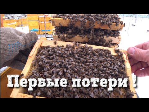 Видео: ПЕРВЫЕ ПОТЕРИ !!!