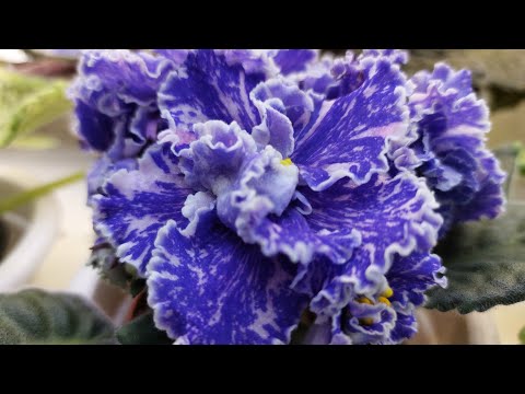 Видео: 05.02.24./НОВИНКИ/Выставка фиалок 2024 в Доме фиалок#фиалки#выставка#домфиалки#