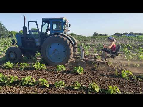 Видео: Культиватор однорядный с управляемой шириной защитной зоны.