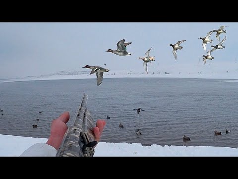 Видео: YOK BÖYLE BİR ÖRDEK AVI. BOL ÖRDEK ÇALIŞTI. ANGIT GÖÇÜ'NE DENK GELDİK. ÖRDEK AVI 202. Охота на утку