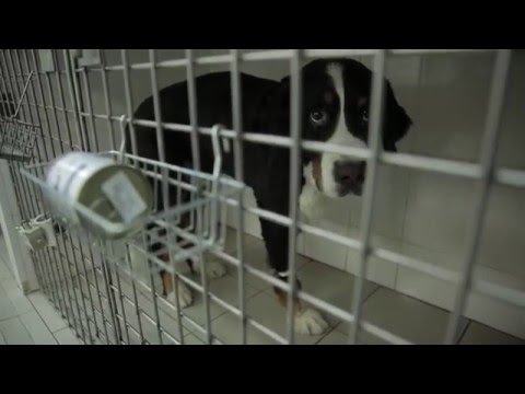 Видео: ВЕТЕРИНАРЫ СЕРИЯ 5