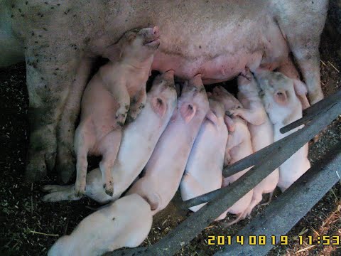 Видео: Что такое - хорошо!?!