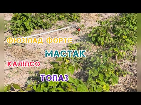 Видео: Чим кропити малину від хвороб, шкідників та бур'янів?