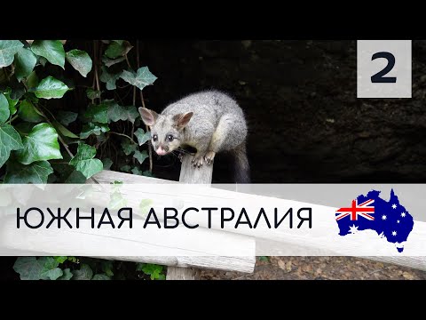 Видео: ПО СЛЕДАМ КЕНГУРУ И КОАЛ: ИЗ АДЕЛАИДЫ В УОРРНАМБУЛ