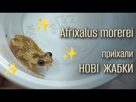 Видео: Нові мешканці в багатовидовому тераріумі 🐸 | Африканські очеретяні жабки Afrixalus morerei