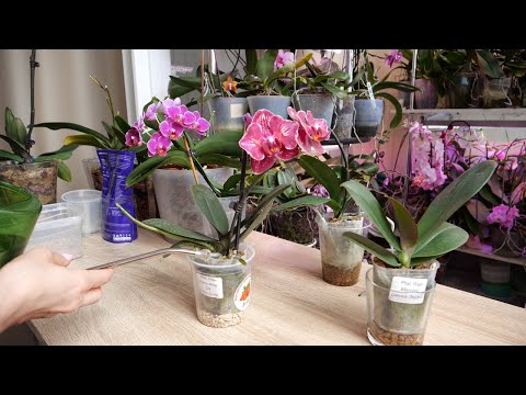 Видео: Орхидеи удобряю и пересаживаю.