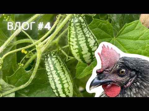 Видео: Большая перемена в нашей жизни | сад и проблемы с курочками