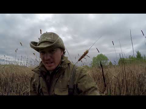 Видео: Как лысухи гостей встречают