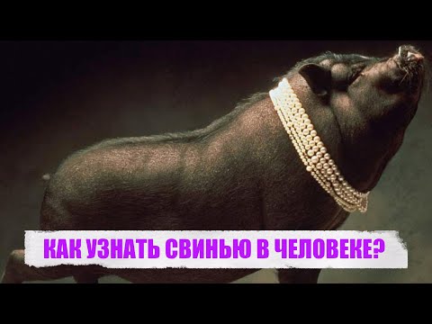 Видео: КАК УЗНАТЬ СВИНЬЮ В ЧЕЛОВЕКЕ?