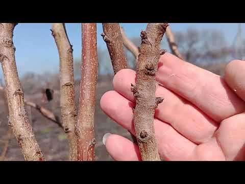 Видео: Фісташка,американськи сорти Керман,Кастель та запилювач Пітер,підщепа UCB-1.