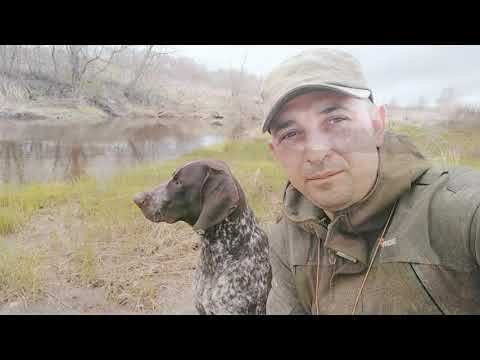 Видео: Натаска легавой! Курцхаар Ричард в межсезонье!