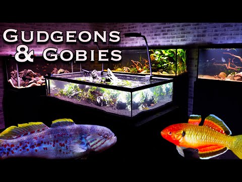 Видео: Аквариум «Пескарики и бычки»