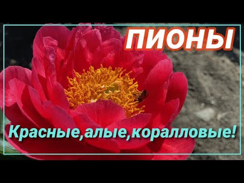 Видео: Пионы - от коралловых до красных / Сад Ворошиловой