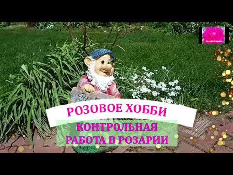 Видео: РОЗЫ ПОПРАВЛЯЮТСЯ  ЧТО ДАЛЬШЕ