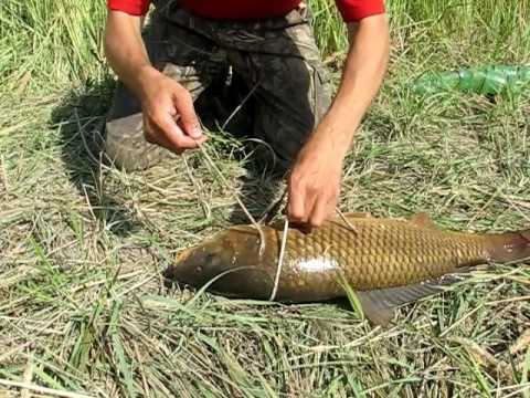 Видео: Как сохранить рыбу