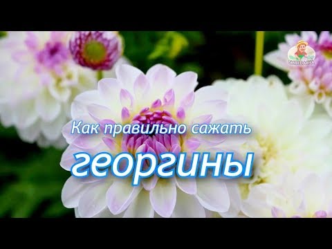 Видео: Как посадить георгины / Правильная посадка георгин