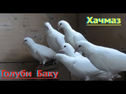 Видео: Бакинские голуби Самина в Хачмазе!