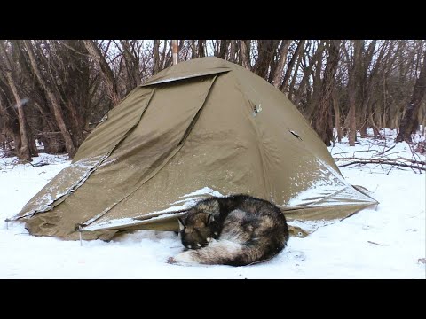 Видео: Рыбалка с ночёвкой в палатке. ШАКАЛЫ выли ночью, ЛЕЩИ клевали днём. Зимняя рыбалка. Жерлицы