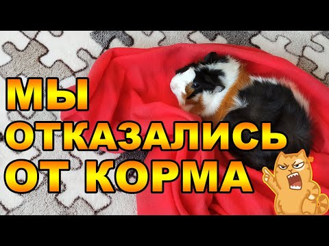 Видео: ОТКАЗАЛИСЬ ОТ КОРМА. НАТУРАЛЬНЫЙ РАЦИОН ПИТАНИЯ МОРСКИХ СВИНОК. ЧТО ЭТО?