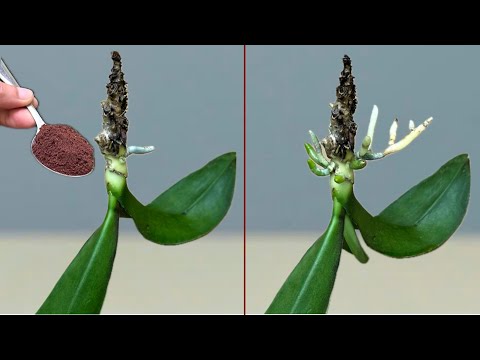 Видео: Я СОЗДАЛ ОЧЕНЬ ПРОСТОЙ СПОСОБ С КОФЕ И ОРХИДЕЕЙ, У КОТОРОЙ ВЫРОСЛО МНОГО КОРНЕЙ