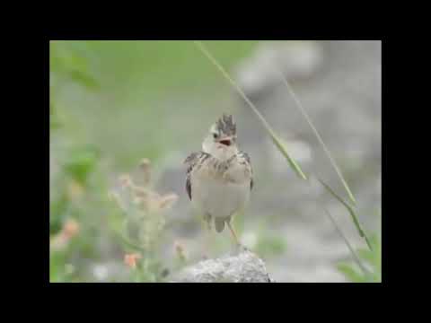 Видео: Кыр чачкэлэре