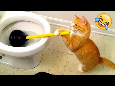 Видео: Топ животных, пойманных на месте преступления юмора! 🐾📸